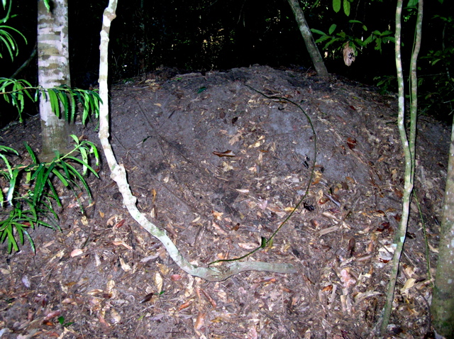 Another scrubfowl mound