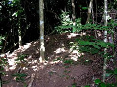 Scrubfowl mound