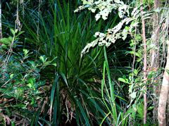 Scirpodendron