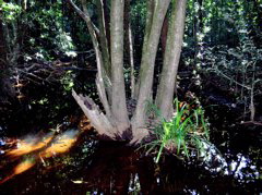 Mangrove buttress