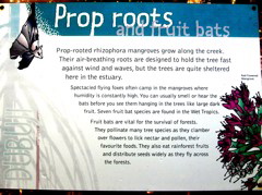 Mangroves and fruit bats