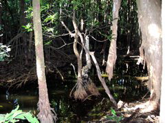 Prop-rooted mangroves