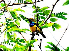 Yellow-bellied Sunbird