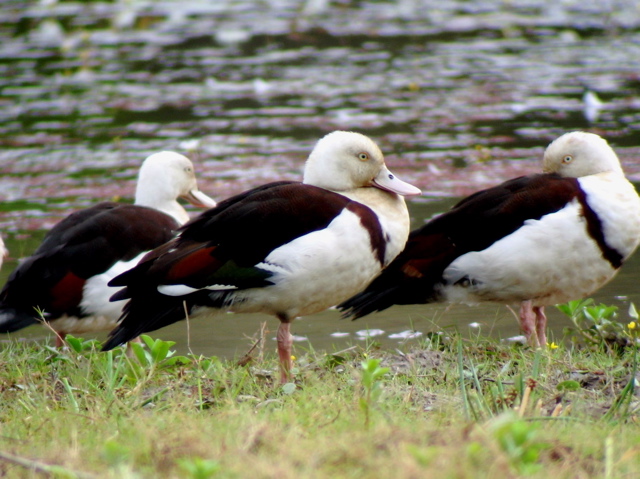 Rajah Shelducks