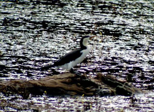 Little Pied Cormorant