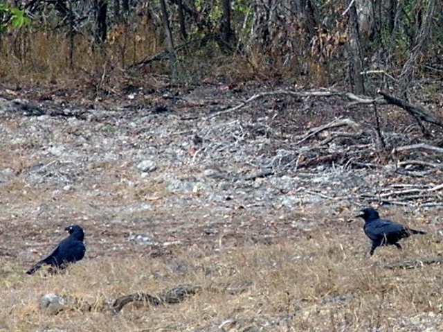 Torresian Crows