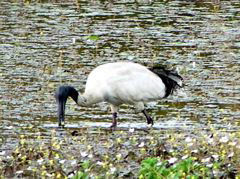 Australian White Ibis