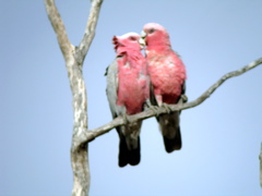 Galahs