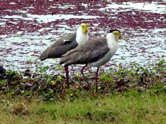 Masked Lapwings