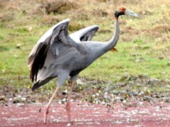 Sarus Crane