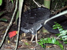 Brush Turkey in the picnic area