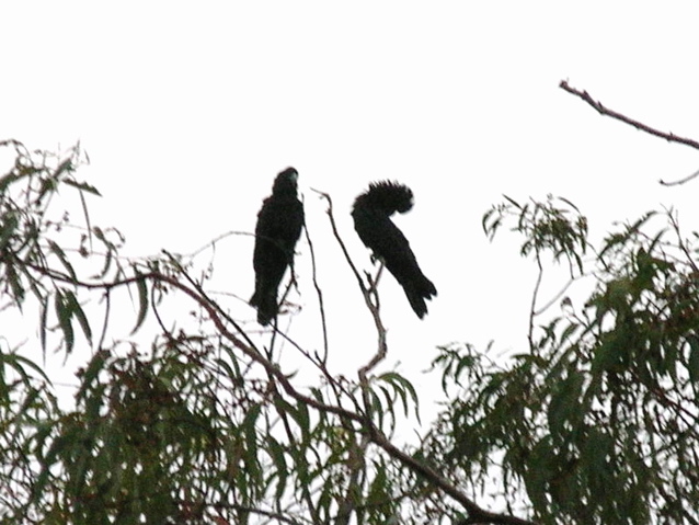 Red-tailed Black Cockatoos 2