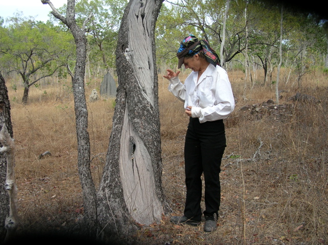 Patsy in the field - aboriginal bark stripping
