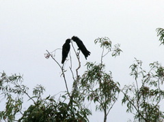 Red-tailed Black Cockatoos 1