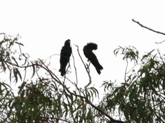 Red-tailed Black Cockatoos 2