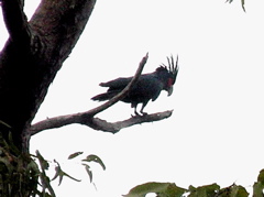 Our morning treat--a Palm Cockatoo!