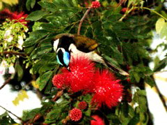 Blue-faced Honeyeater