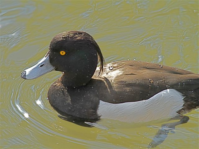 Tufted Duck (m)