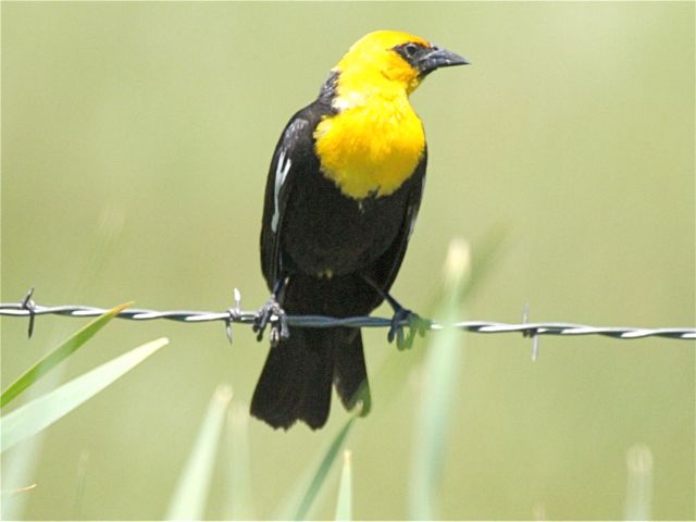 Yellow-headed Blackbird (m)