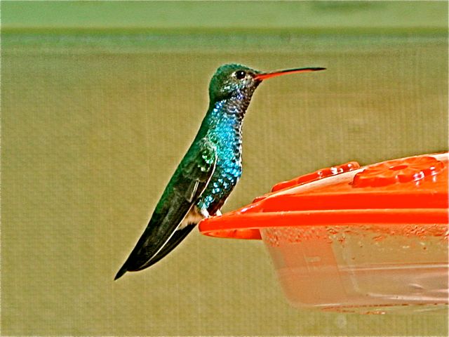 Broad-billed Hummingbird (m)