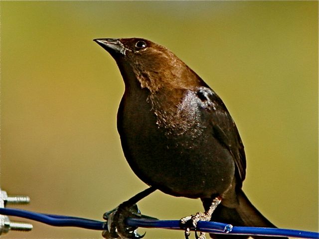 Brown-headed Cowbird (m)