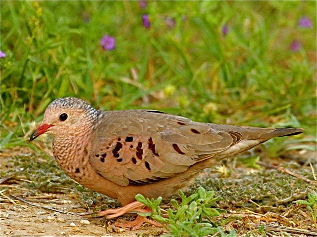 Common Ground-Dove (m)