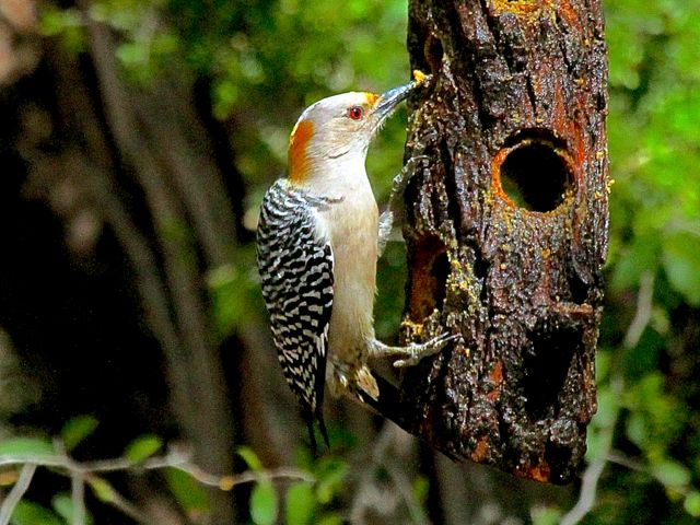 Golden-fronted Woodpecker (f)