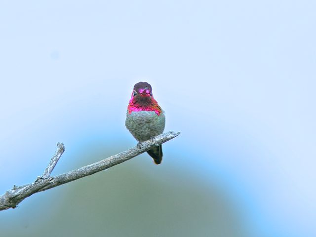 Anna's Hummingbird (m)