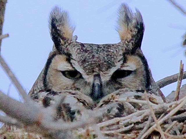Long-eared Owl on nest