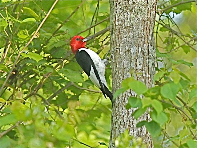 Red-headed Woodpecker (m)