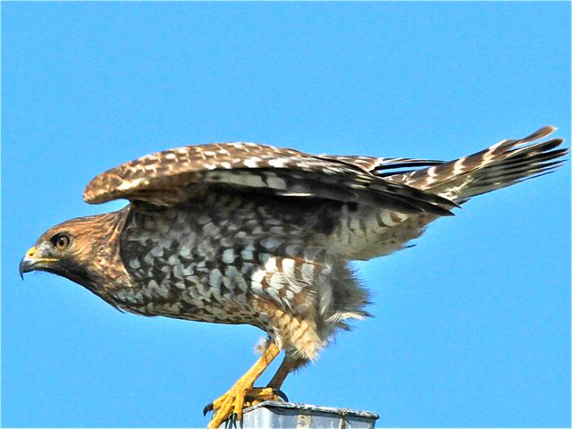 Red-shouldered Hawk 