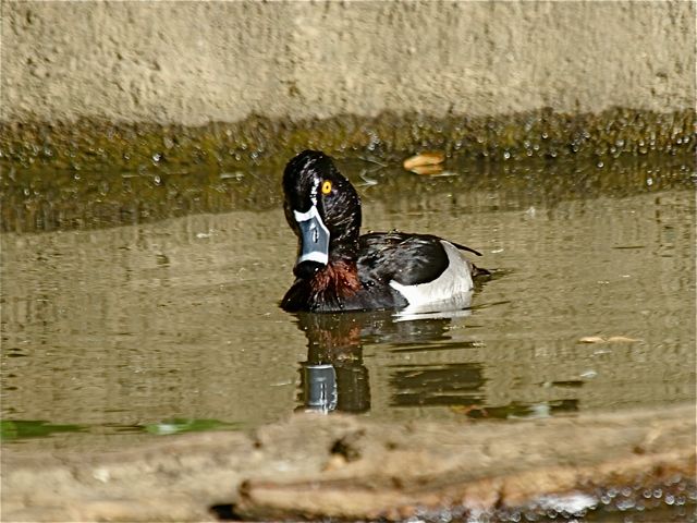 Ring-necked Duck (m)