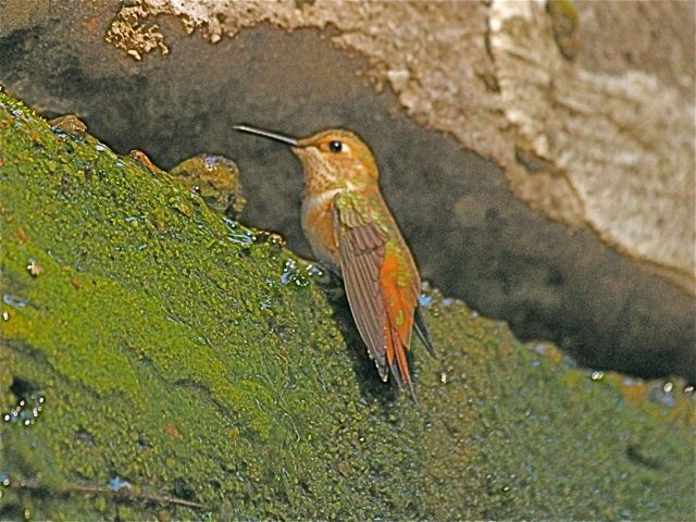 Rufous Hummingbird (m)