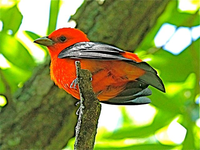 Scarlet Tanager (m)