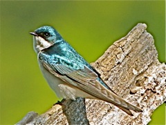 Tree Swallow (m)
