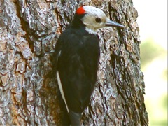 White-headed Woodpecker (m)