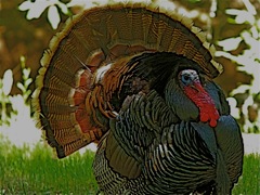 Wild Turkey (m)