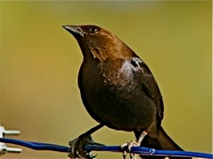 Brown-headed Cowbird (m)