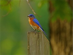 Eastern Bluebird (m)