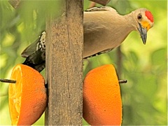 Golden-fronted Woodpecker (m)