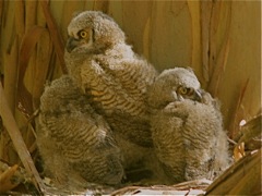 Great Horned Owls (im)