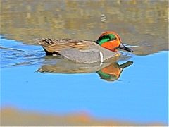 Green-winged Teal (m)