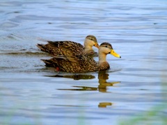 Mottled Ducks, f, m)