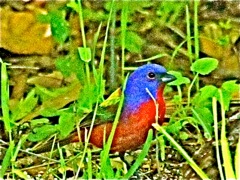 Painted Bunting (m)