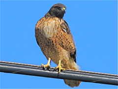 Red-tailed Hawk