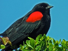 Red-winged (Bicolored) Blackbird (m)