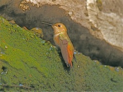 Rufous Hummingbird (m)