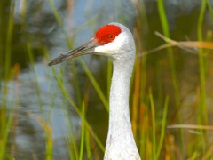 Sandhill (Southern subspecies, f) Crane