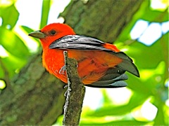 Scarlet Tanager (m)