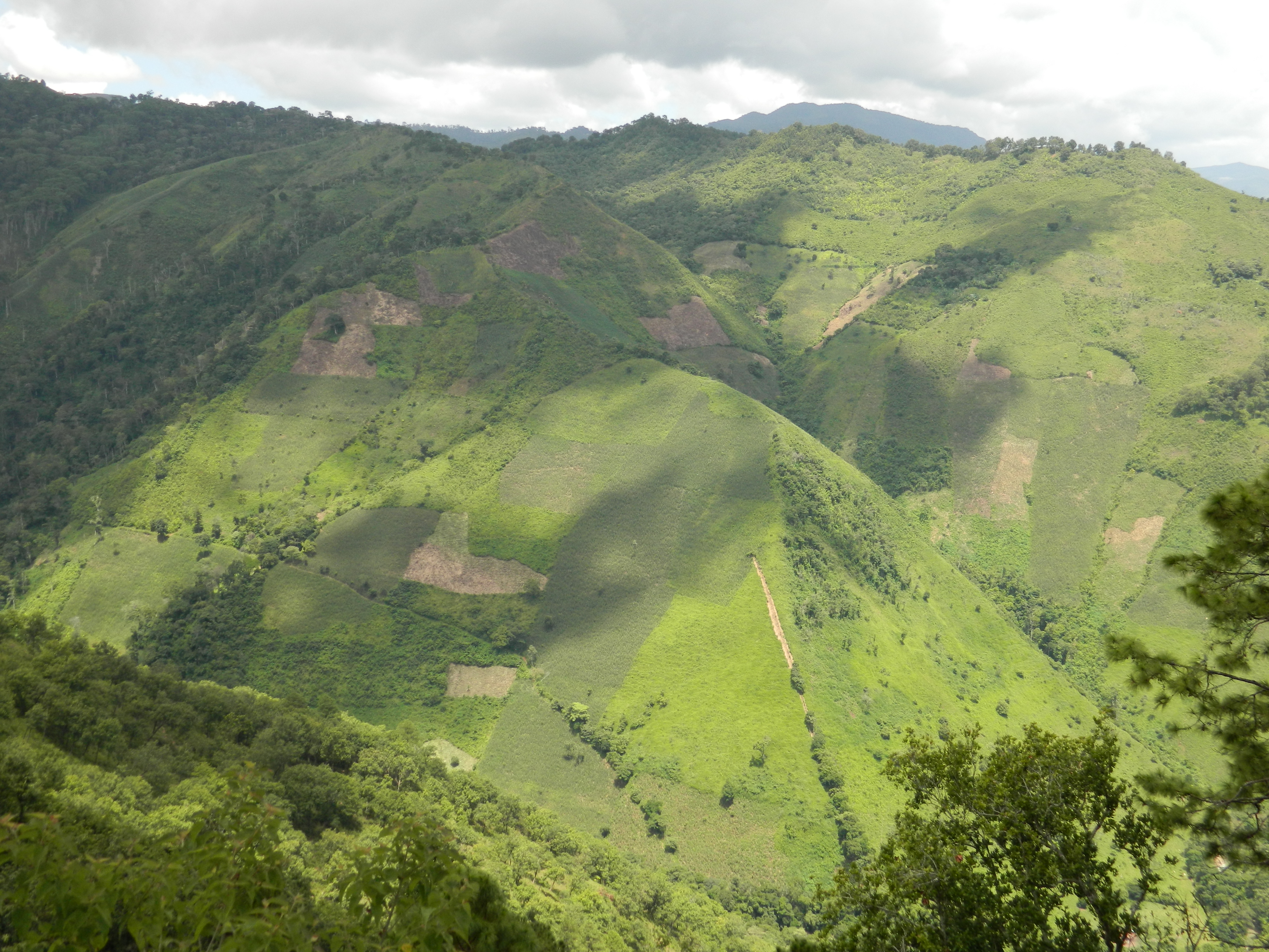 Guatemalan Clearcut Hillside_pic